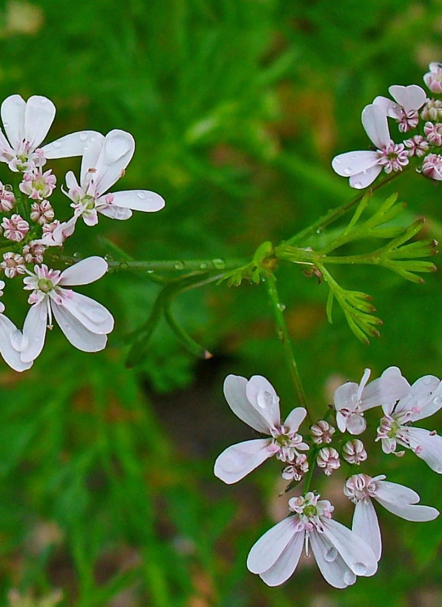 Кориандр посевной (Coriandrum sativum)