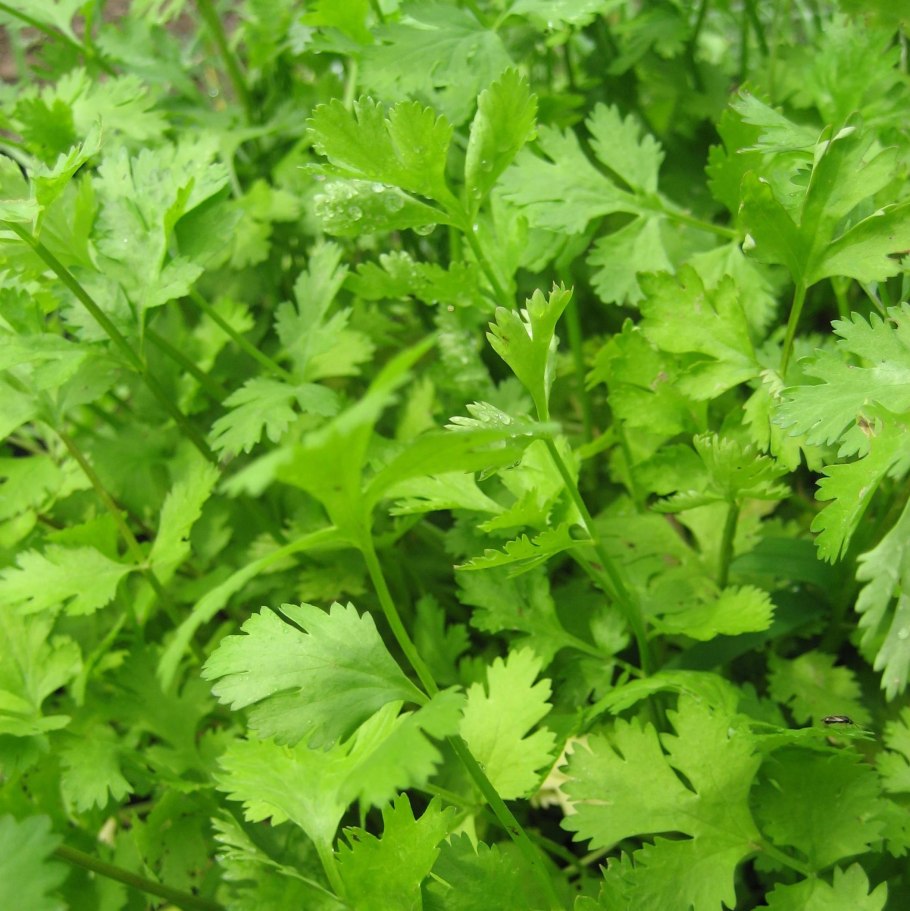 Coriandrum sativum