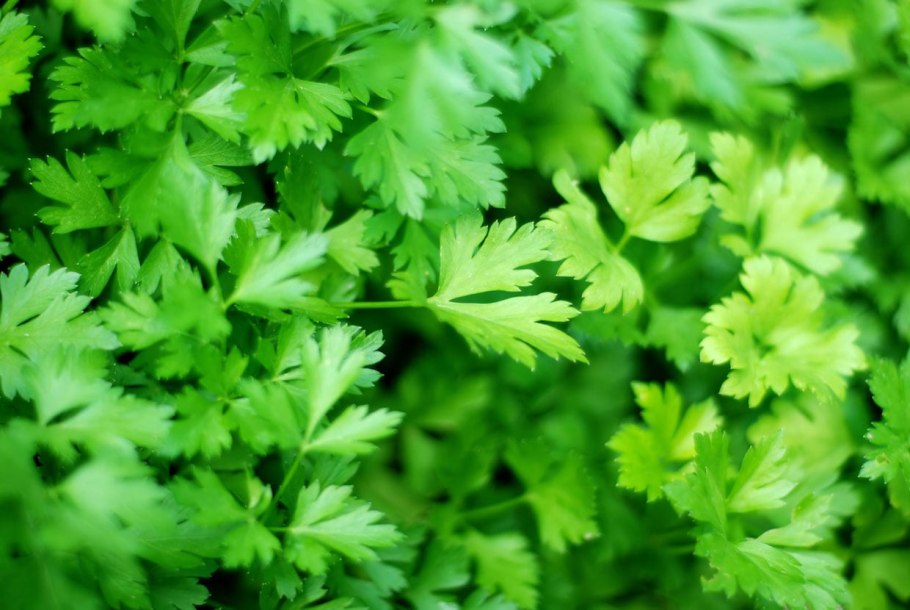 Петрушка parsley