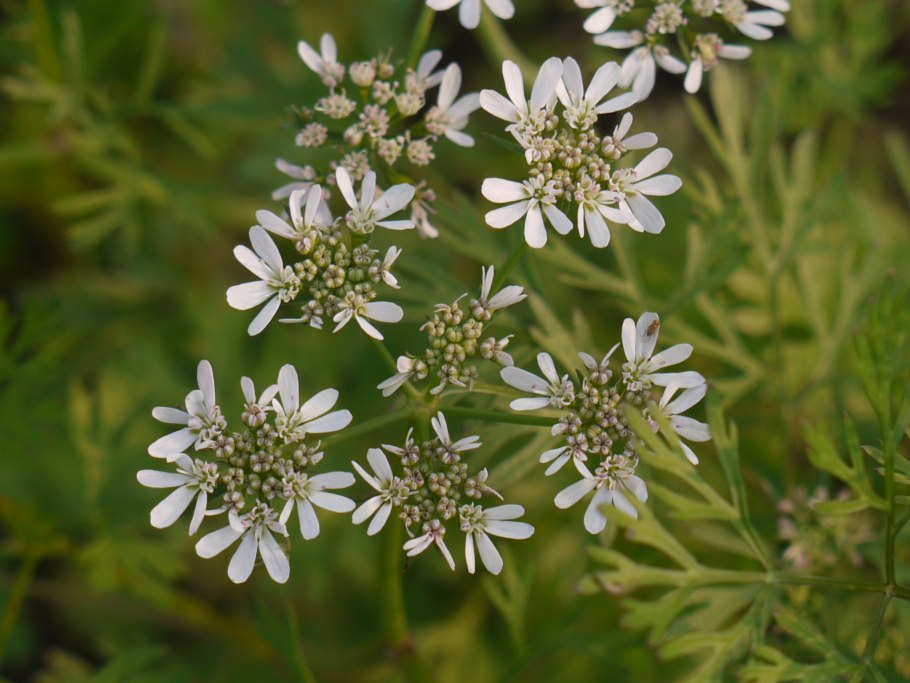 Кориандр посевной (Coriandrum sativum)