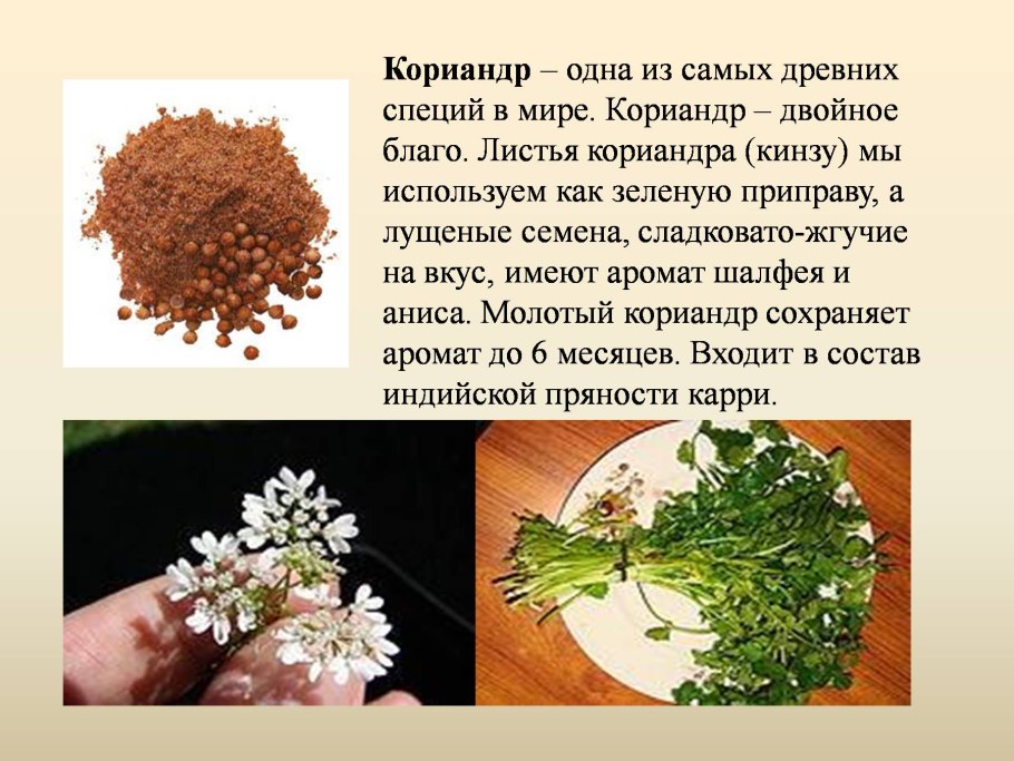 Презентация на тему пряности