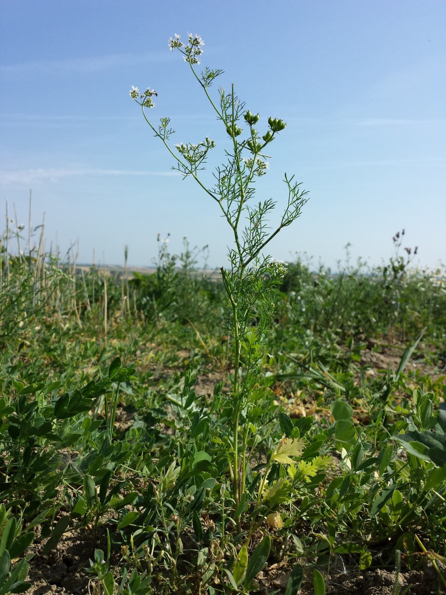 Coriandrum sativum