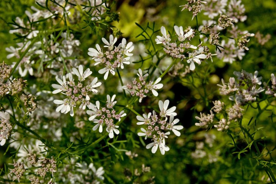 Кориандр посевной – Coriandrum sativum l.