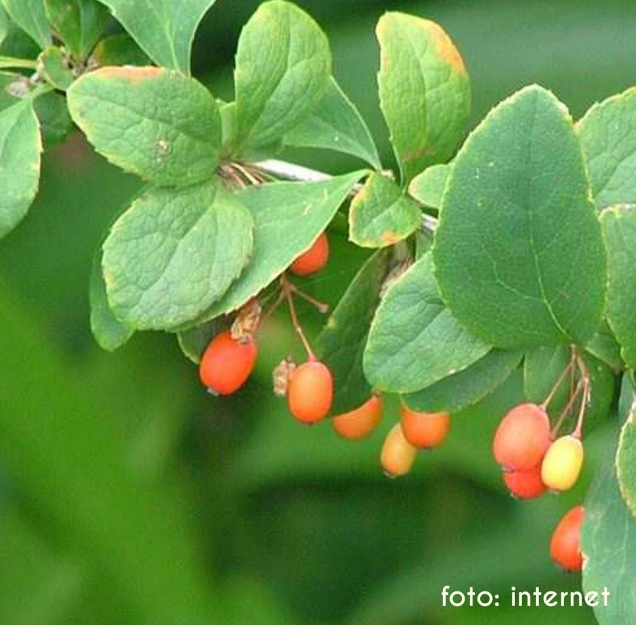 Berberis vulgaris. Барбарис обыкновенный Berberis vulgaris. Барбарис обыкновенный Альба. 3. Барбарис обыкновенный. Барбарис зеленый обыкновенный.