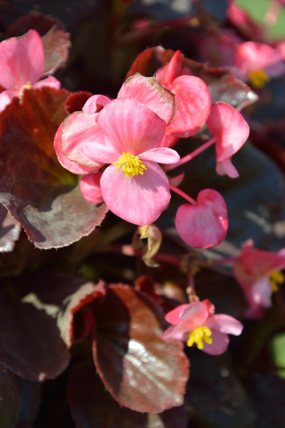 Бегония вечноцветущая темнолистная