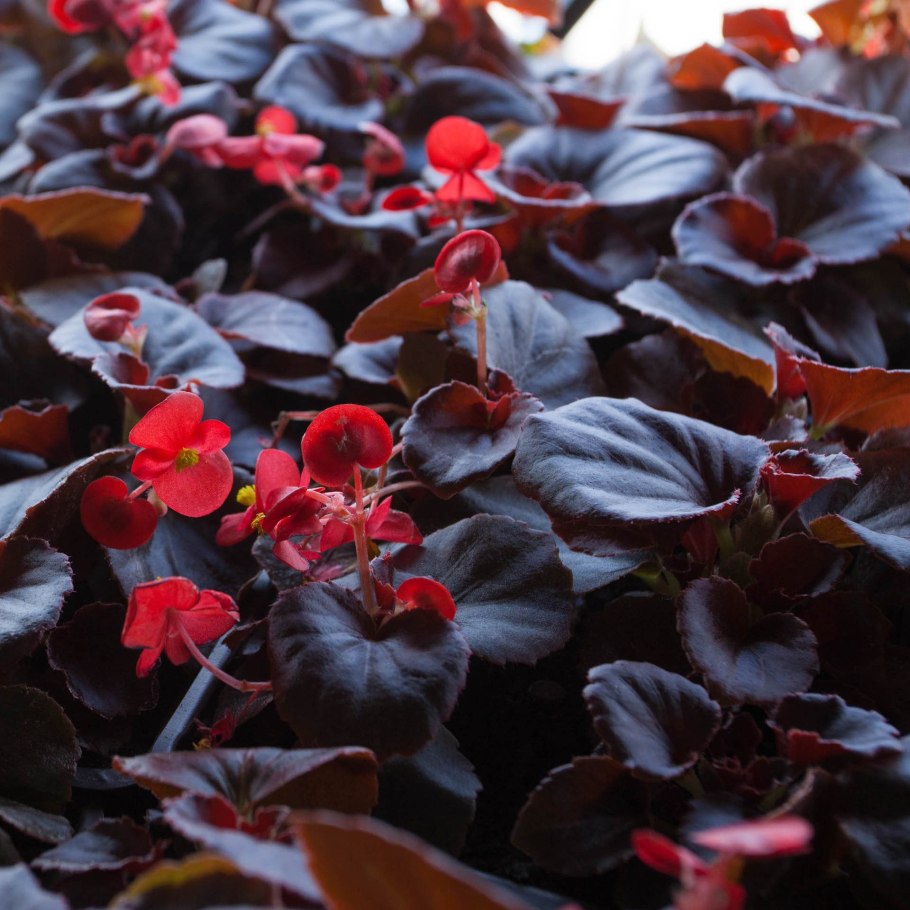 Бегония вечноцветущая Садовая