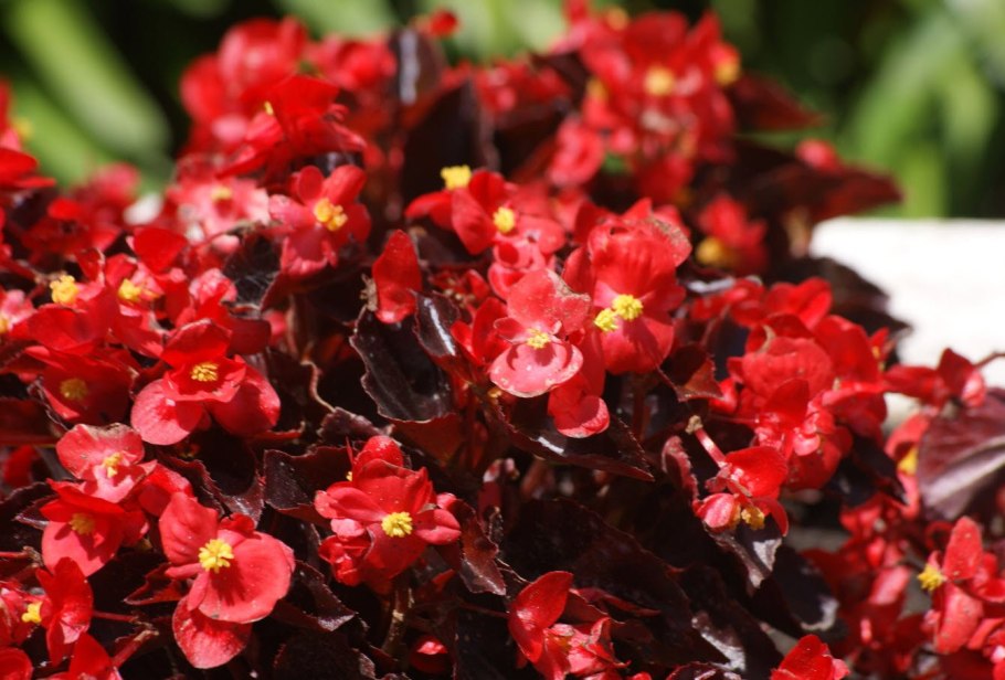 Бегония вечноцветущая Гавана Скарлет