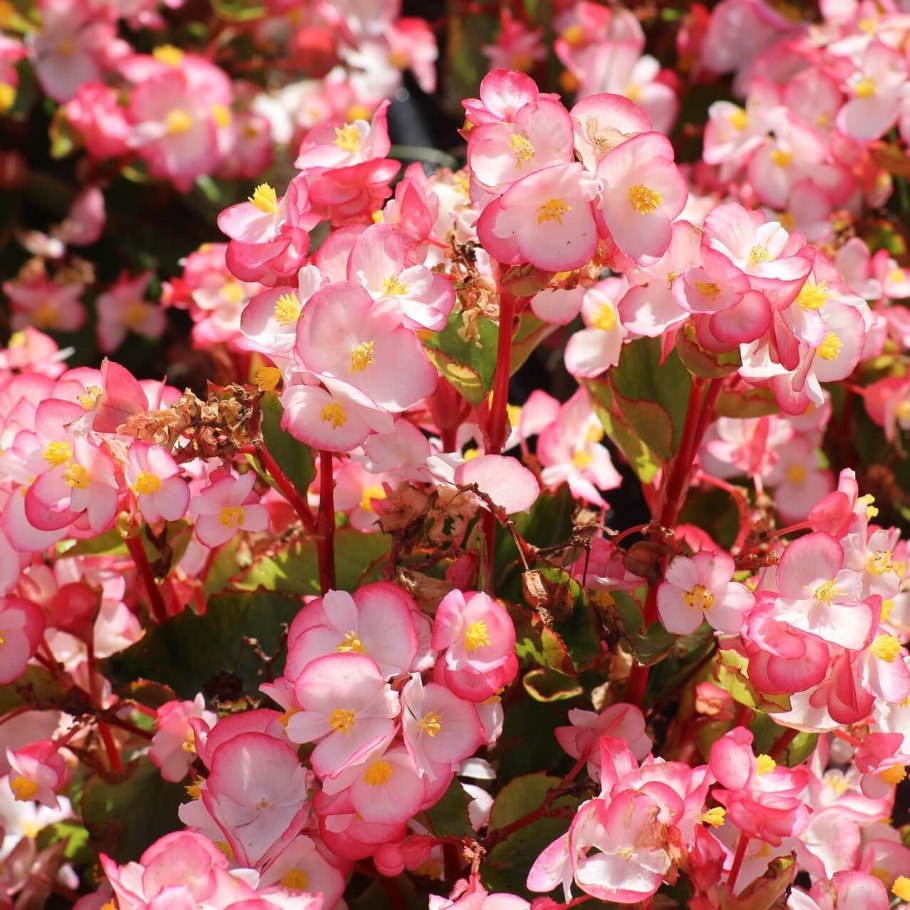 Бегония Оломоуц вечноцветущая