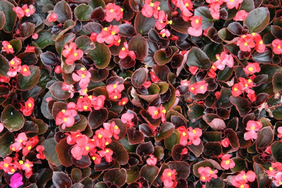 Бегония вечноцветущая бронзоволистная Найтлайф