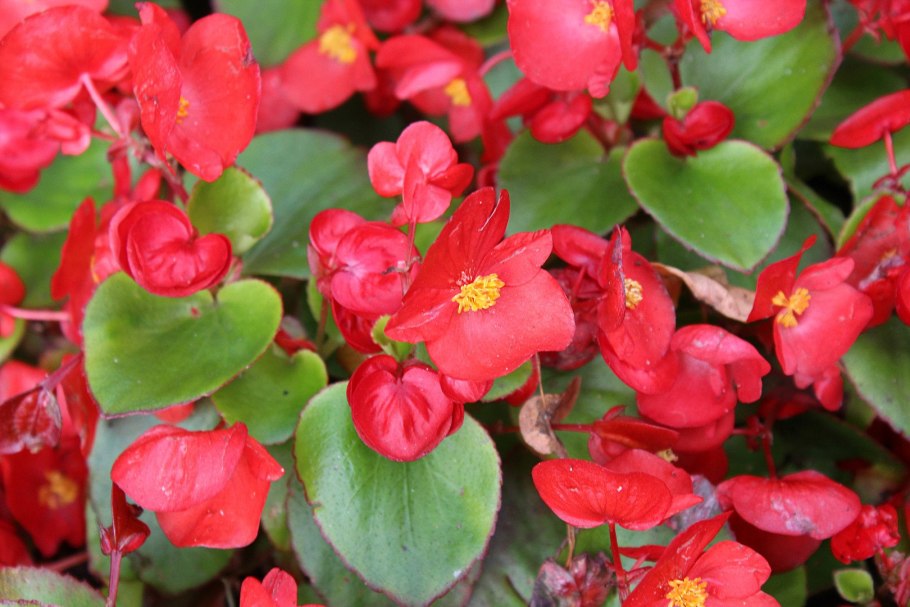 Бегония зимоцветная