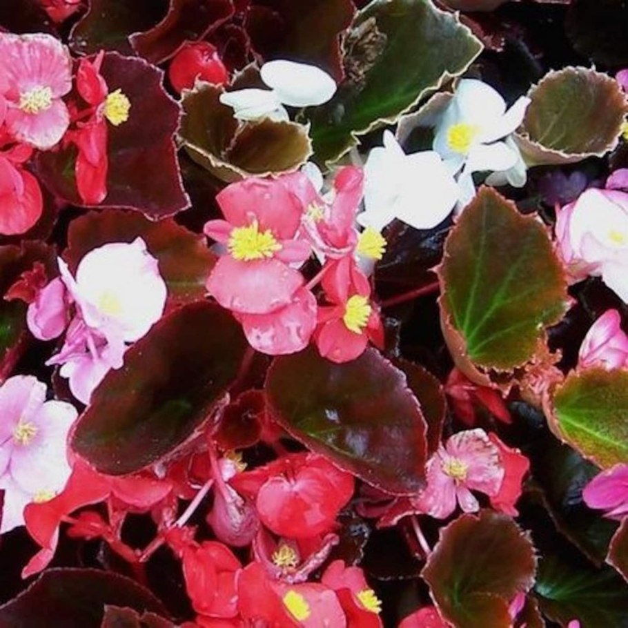 Бегония вечноцветущая Клеопатра