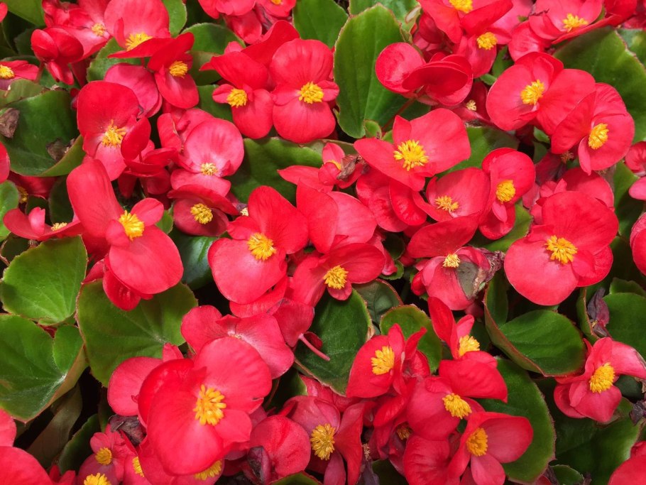 Бегония Оломоуц вечноцветущая