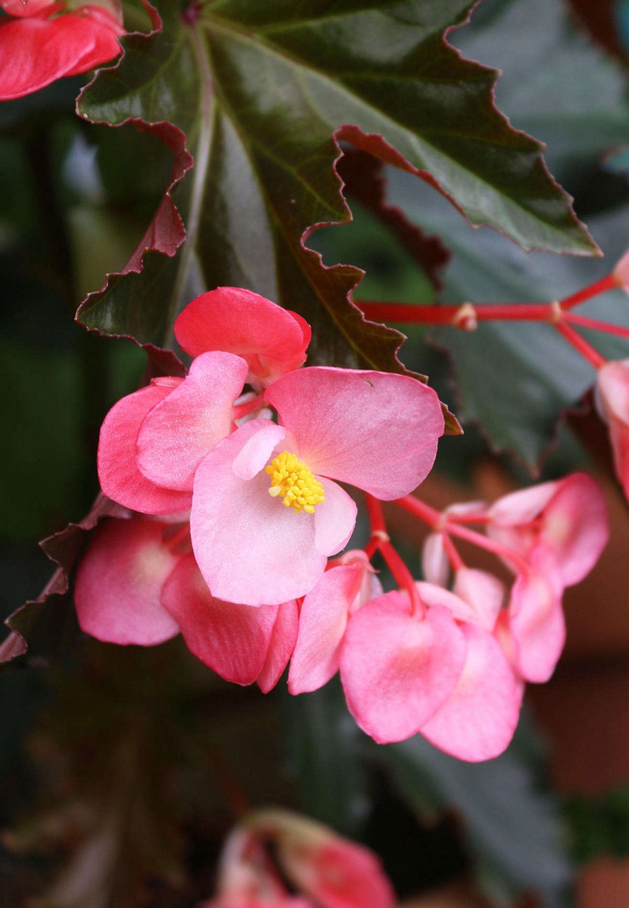 Бегония каралинолистная