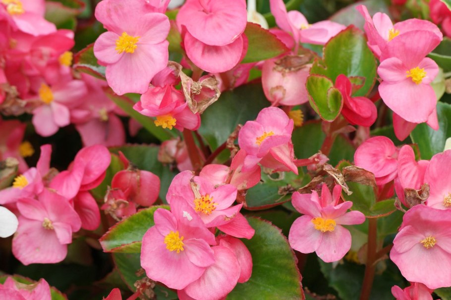 Бегония вечноцветущая Садовая