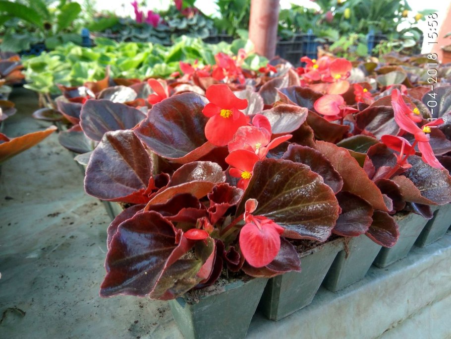 Бегония paso doble