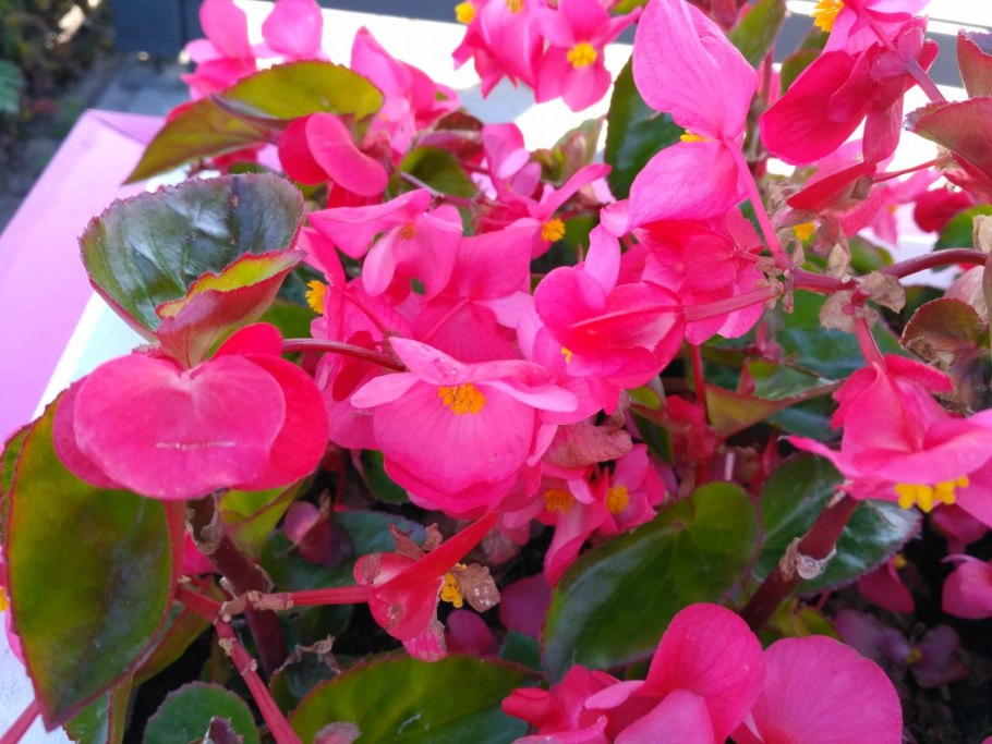 Бегония вечноцветущая вариегатная