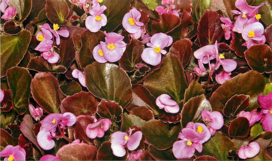 Бегония вечноцветущая махровая