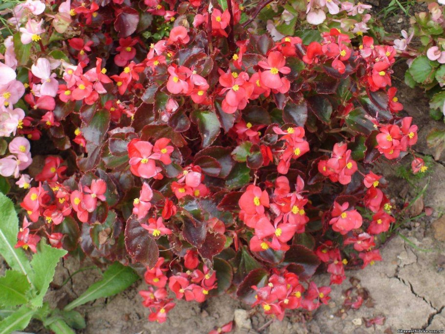 Бегония Садовая многолетняя