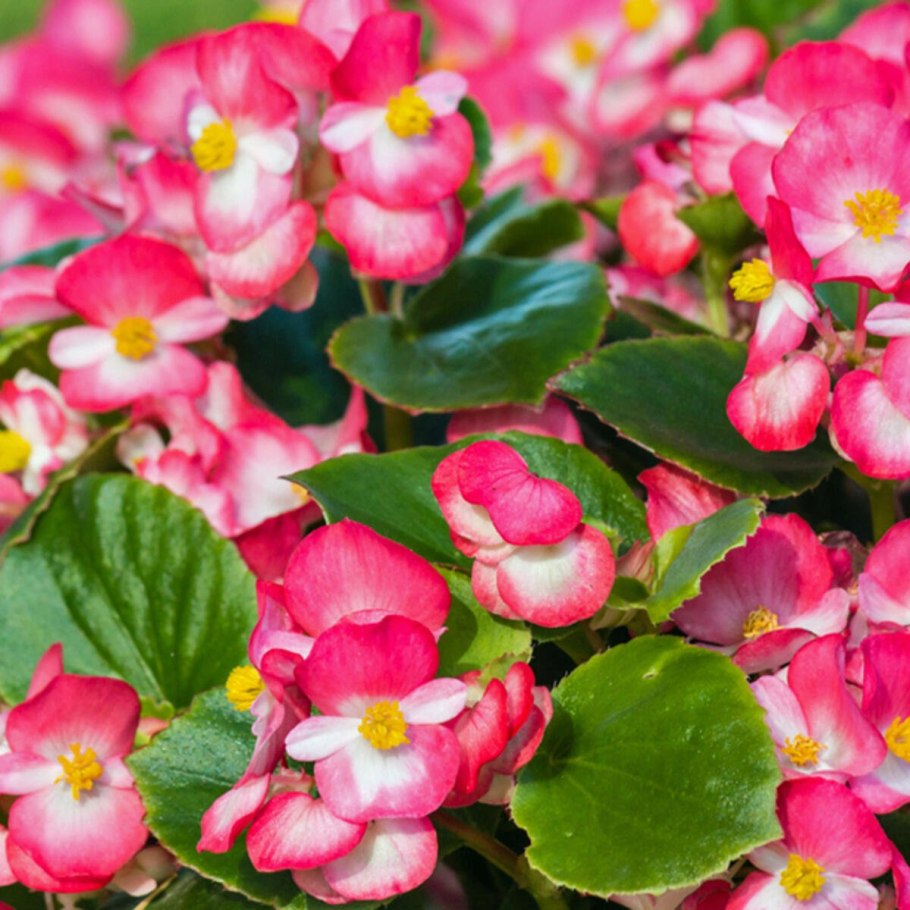 Вечноцветущая бегония Вишенка