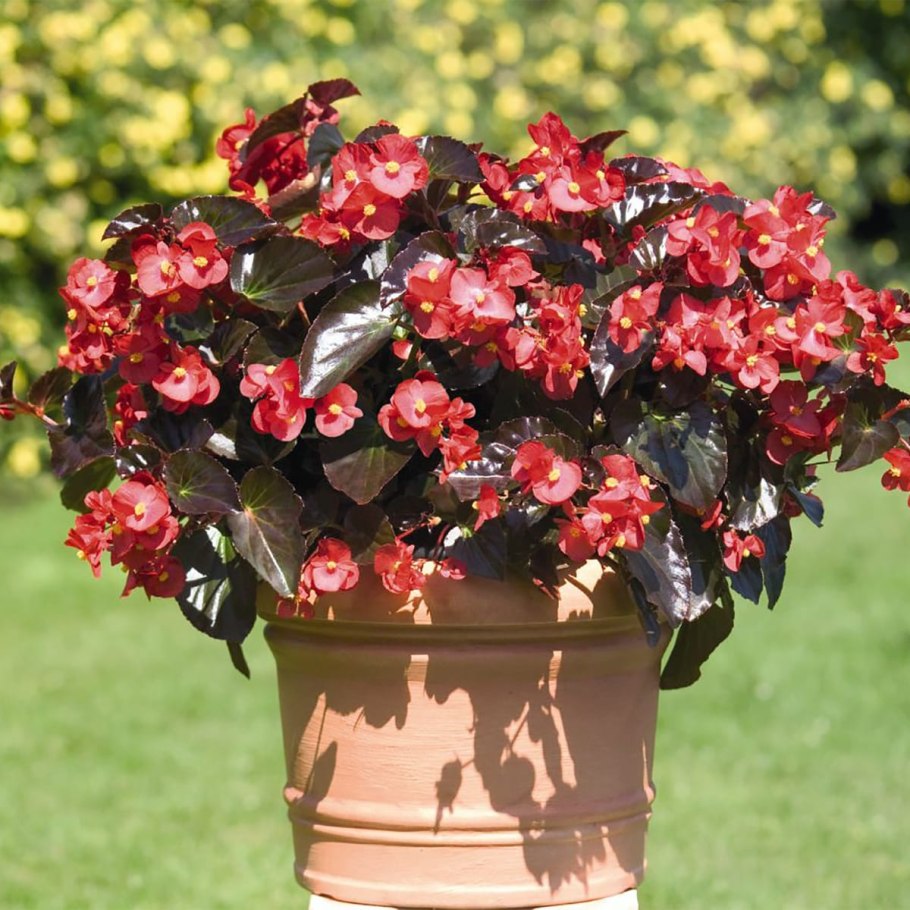 Бегония Биг ред бронз