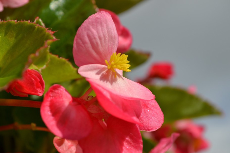 Бегония вечноцветущая Джин