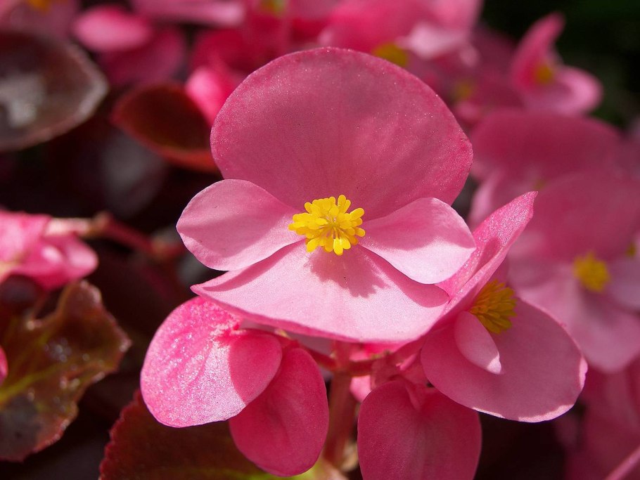 Бегония вечноцветущая Pink Camellia