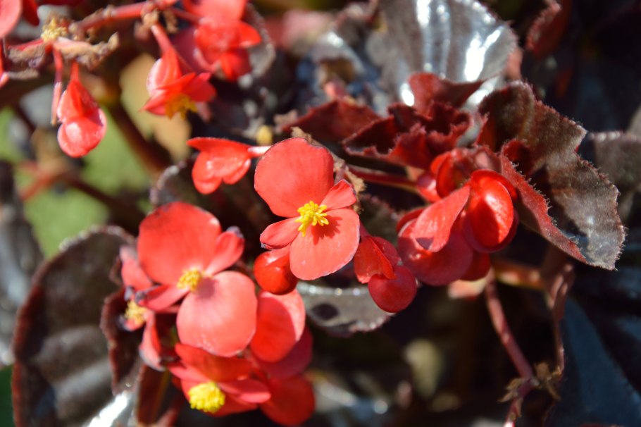 Бегония Найтлайф ред