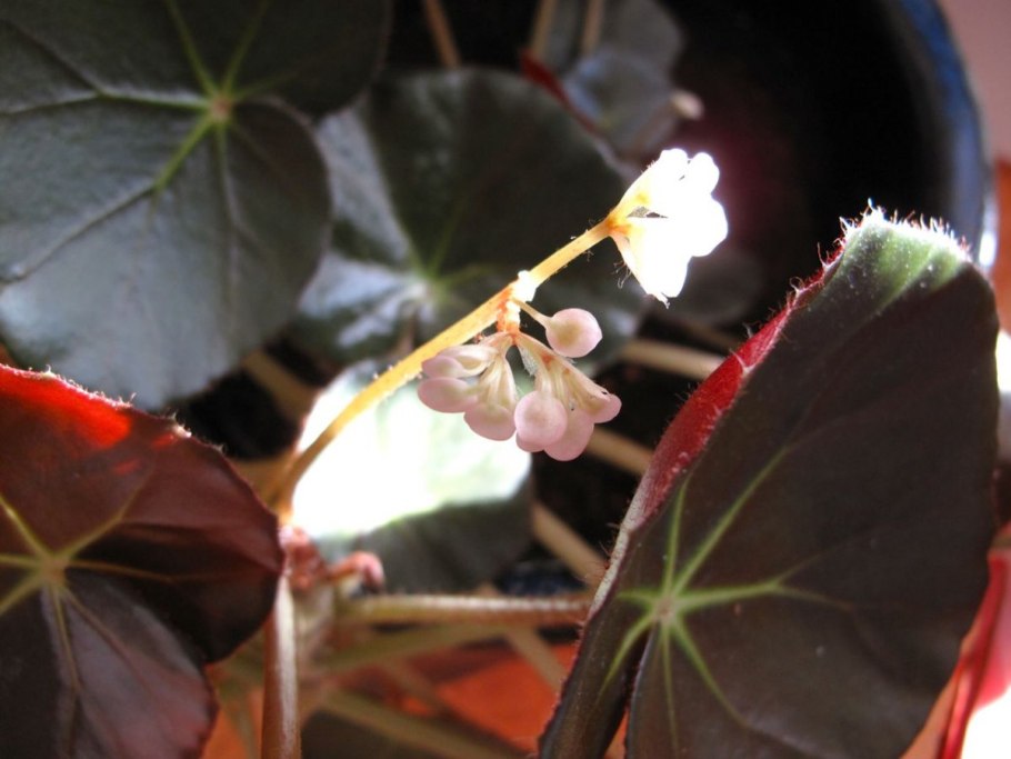 Бегония краснолистная фиста