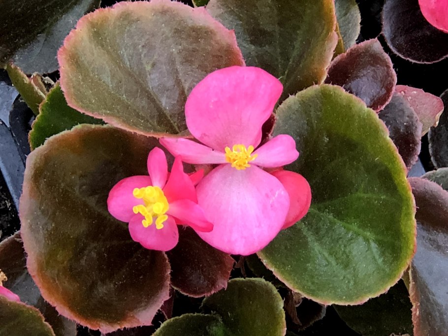 Бегония вечноцветущая вариегатная