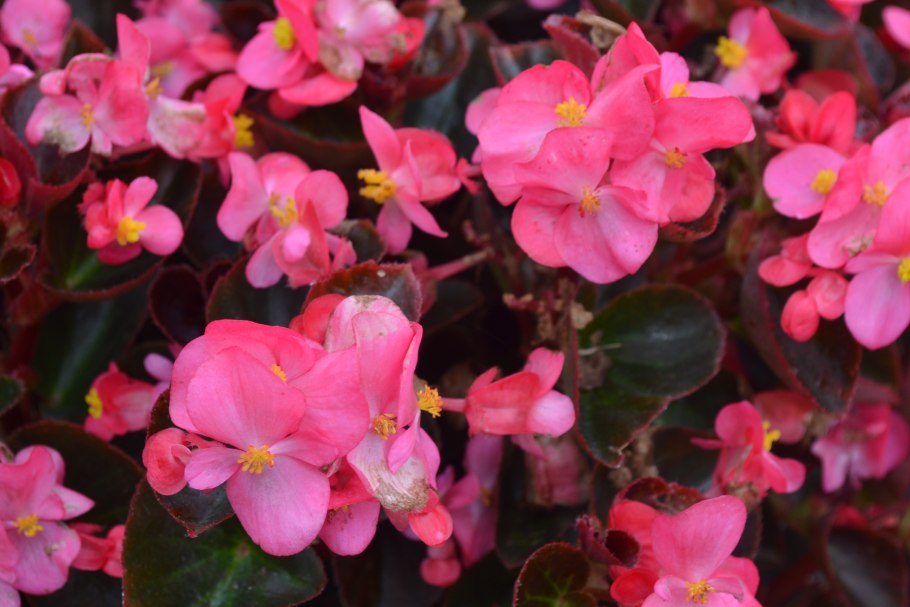 Бегония вечноцветущая ‘Cocktail’