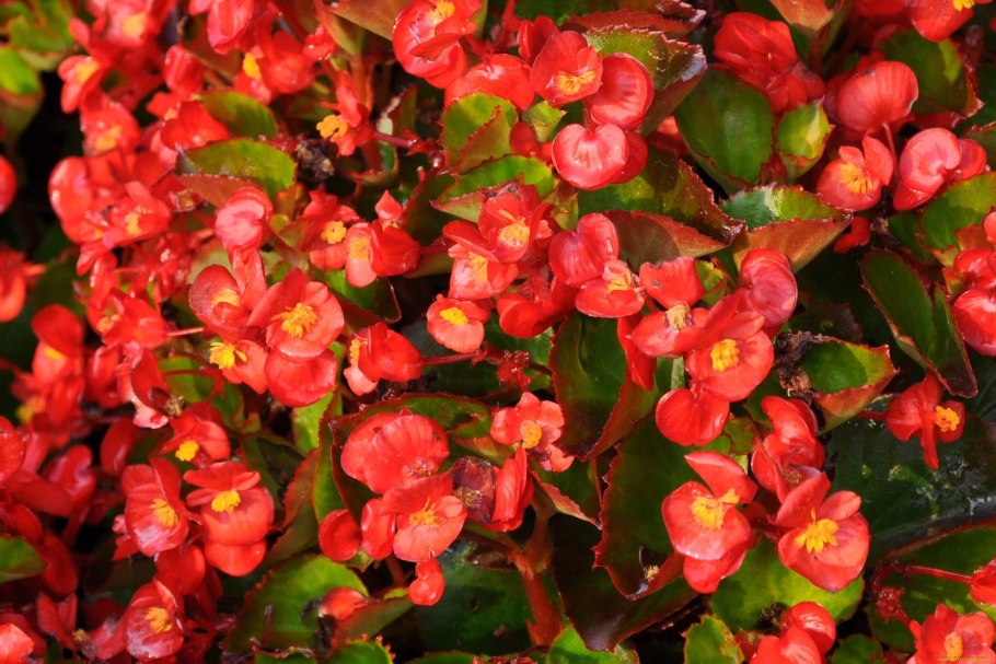 Бегония Грацилис красная