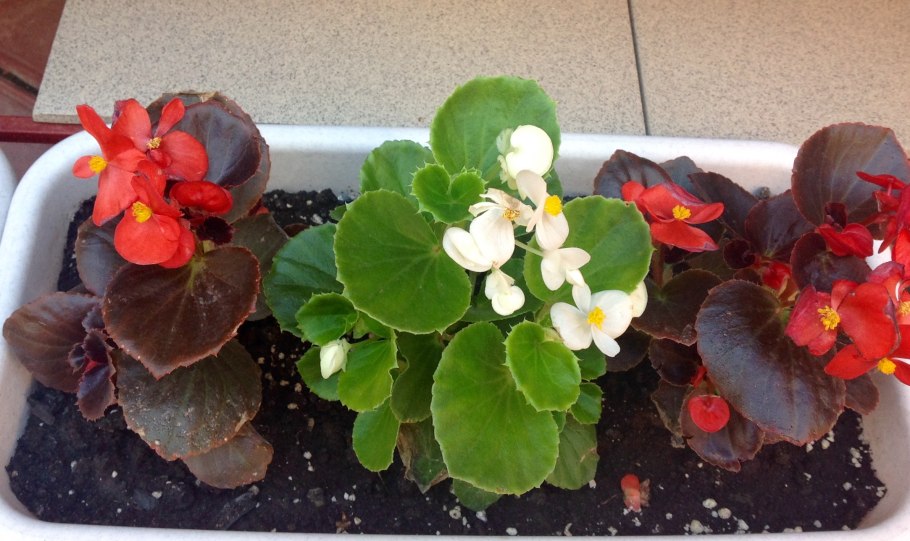 Бегония клобучковая вечноцветущая