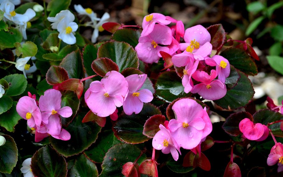 Бегония вечноцветущая