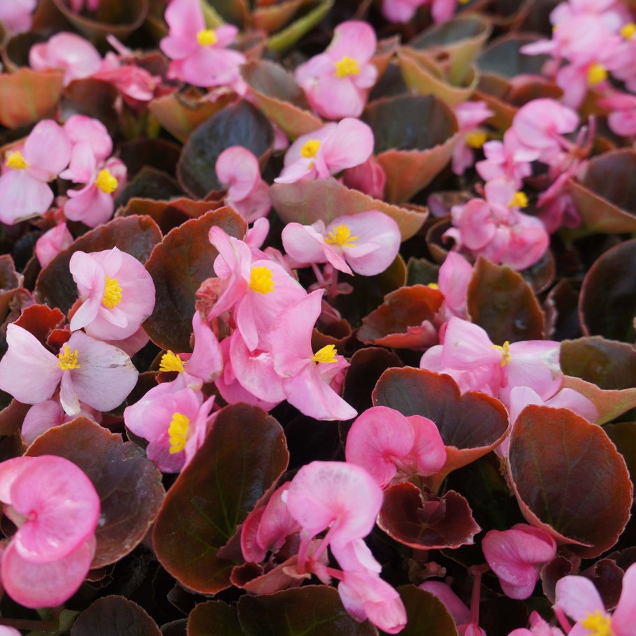 Бегония вечноцветущая розовая