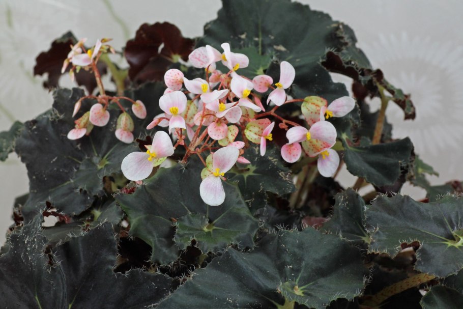 Бегония дарк Мамбо