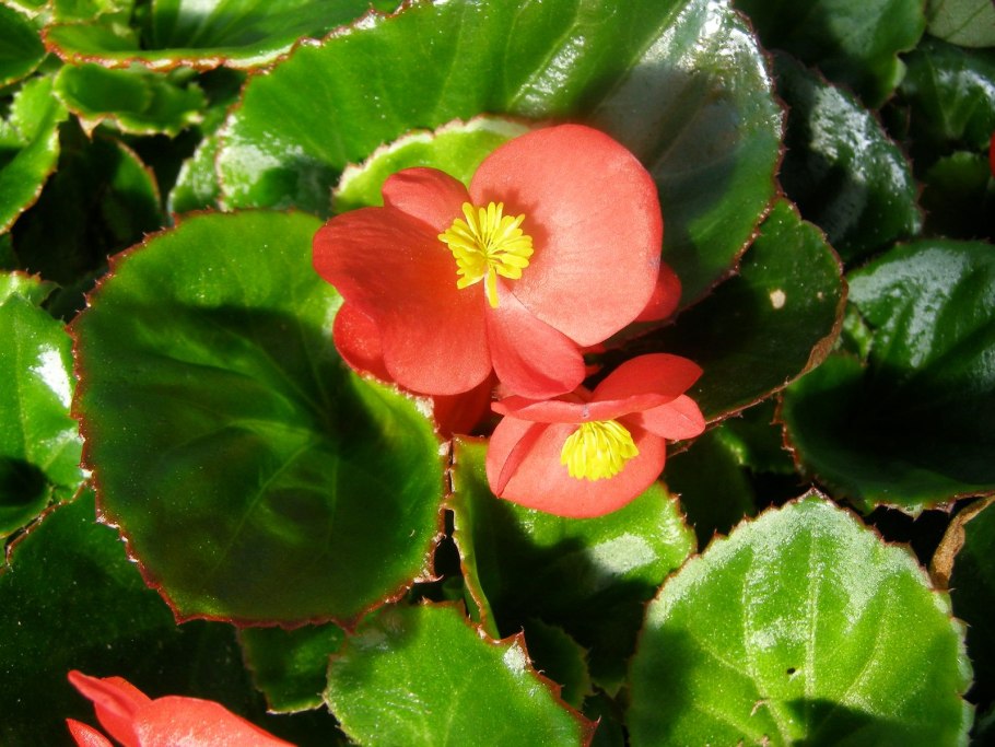 Бегония Веноза