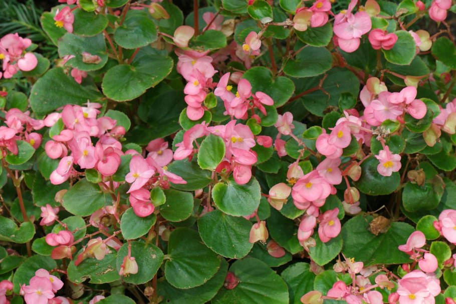 Бегония семперфлоренс