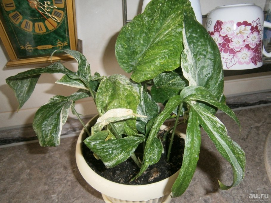 Epipremnum SP.(t02) variegata