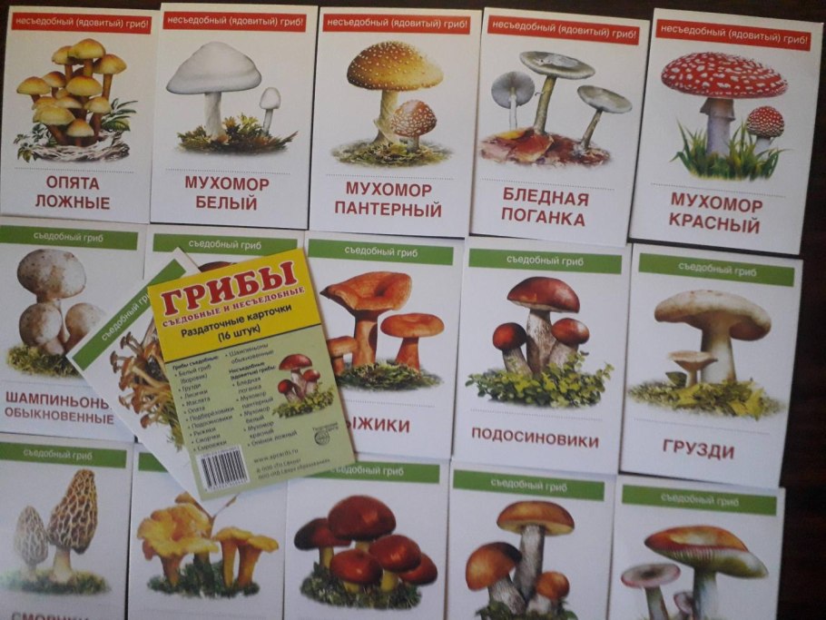 Карточки съедобные и несъедобные грибы для детей
