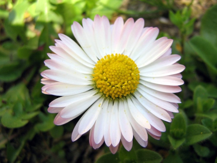 Маргаритка Bellis perennis