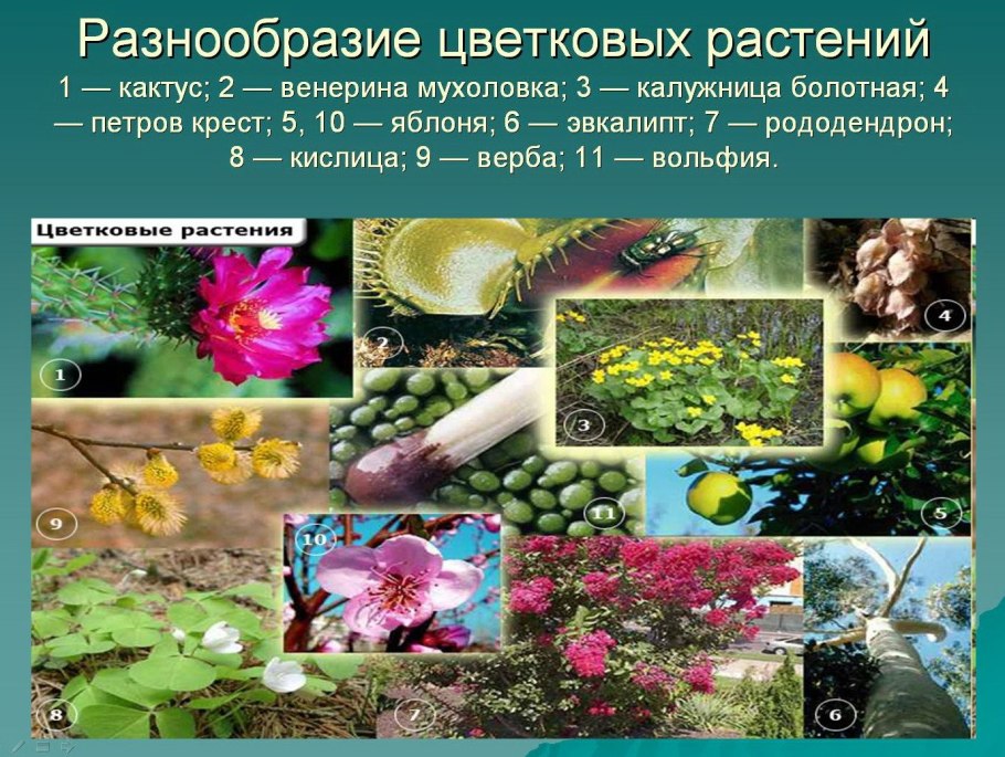 Многообразие цветковых растений