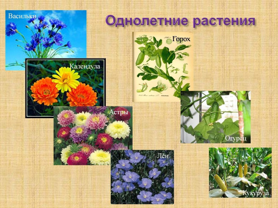 Однолетние травянистые растения