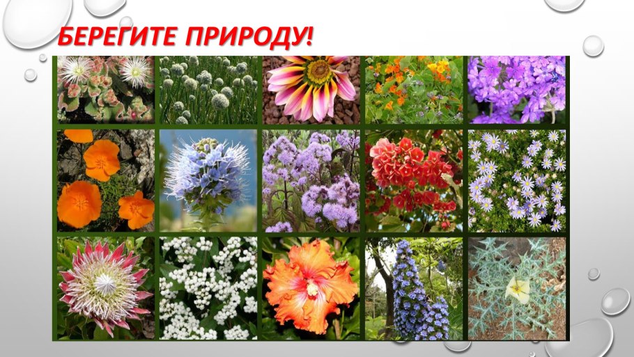 Разнообразие цветов