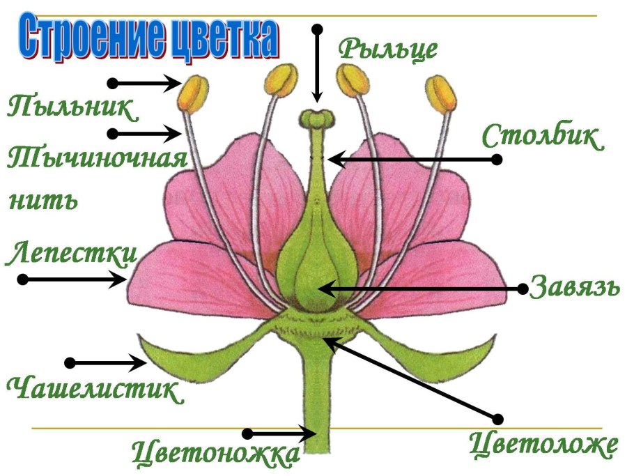 Строение цветка 6 класс биология рисунок из учебника