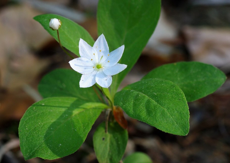 Седмичник Европейский (Trientalis europaea)