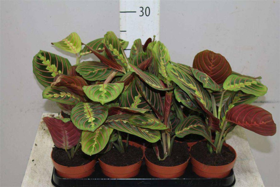 Maranta amabilis Mint/маранта Амабилис минт