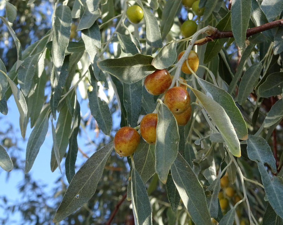 Лох серебристый (Elaeagnus commutata)