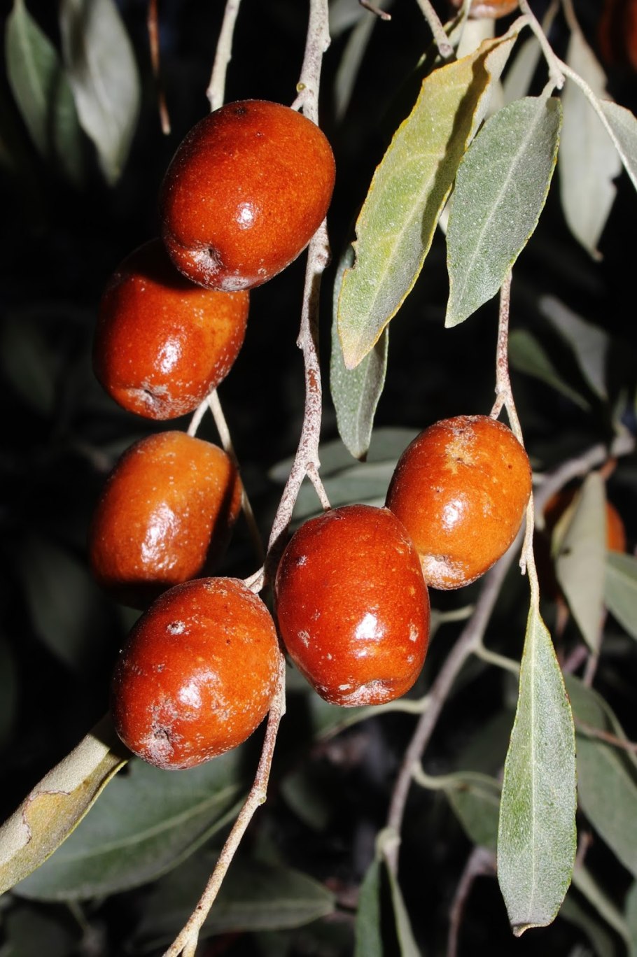 Elaeagnus rhamnoides