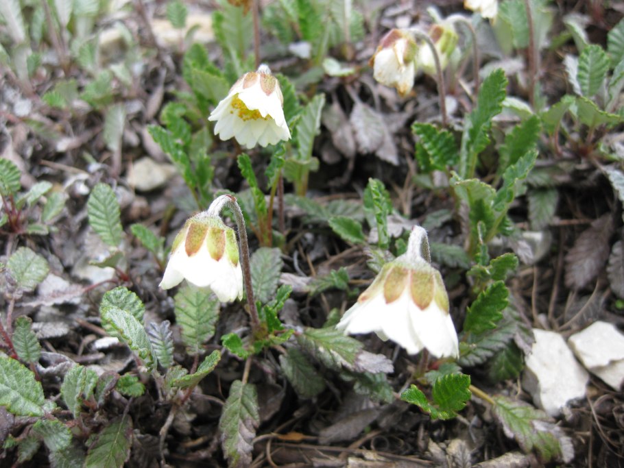Dryas drutnmondi