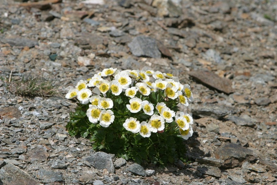 Dryas octopetala